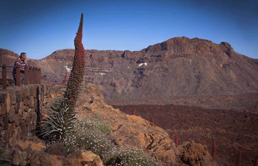 Cañadas del Teide (Tenerife). Es el parque más visitado de España y uno de los más afamados de Europa. Se encuentra en el centro de la isla de Tenerife y constituye uno de los ecosistemas volcánicos más espectaculares del mundo. Los colores, formas y texturas de su paisaje fascinan, pero no se debe olvidar que atesora un gran número de especies vegetales endémicas y una exclusiva fauna de invertebrados. 