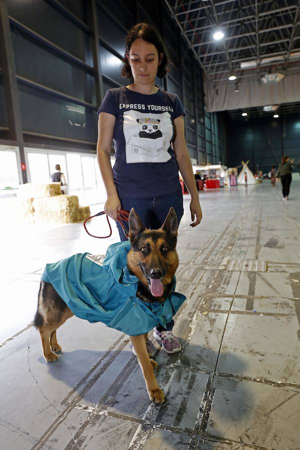 El festival Metrópoli ha celebrado su primera 'comic-dog', en la que numerosos seguidores de superhéroes y sus perros han compartido disfraces y aventuras. 