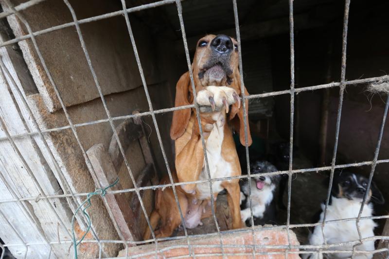 La Policía Local de Avilés desaloja una finca de La Luz en la que estaban hacinados 147 perros