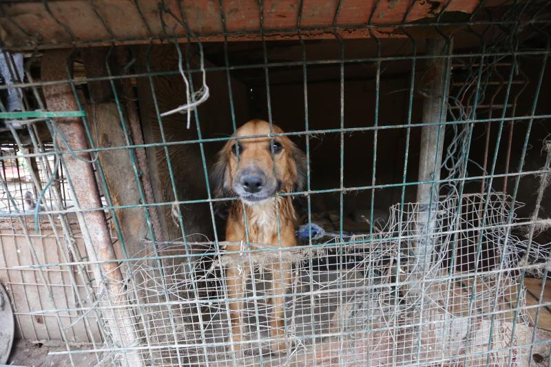 La Policía Local de Avilés desaloja una finca de La Luz en la que estaban hacinados 147 perros