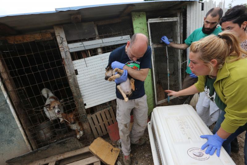 La Policía Local de Avilés desaloja una finca de La Luz en la que estaban hacinados 147 perros