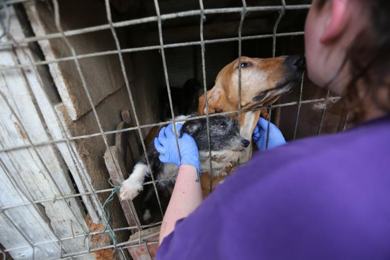 La Policía Local de Avilés desaloja una finca de La Luz en la que estaban hacinados 147 perros