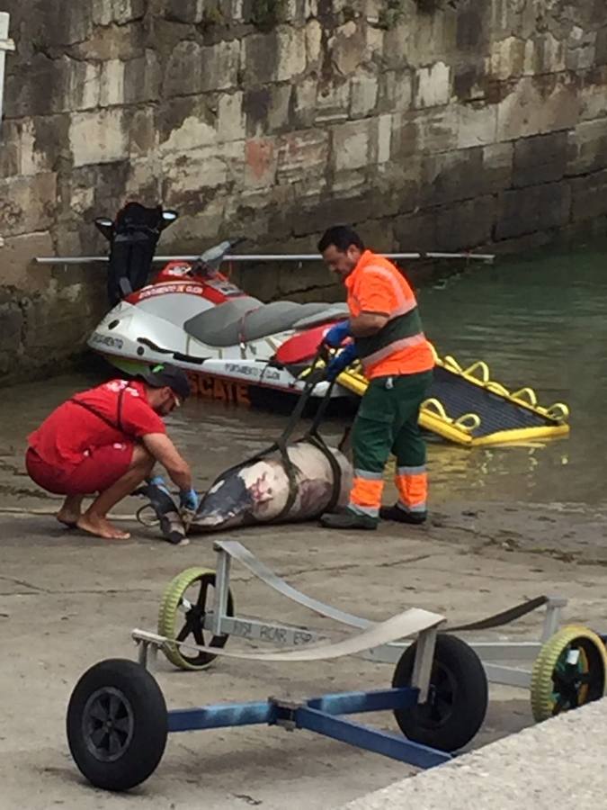 Un delfín de unos 300 kilos ha aparecido en la playa de Serín, en Gijón. Los restos han sido recuperados por personal de Salvamento en Playas y recogidos por Emulsa. 