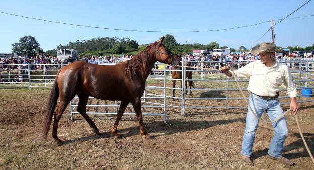 El caballo protagonista de la jornada cuando lo sacaban del recinto de la prueba. 