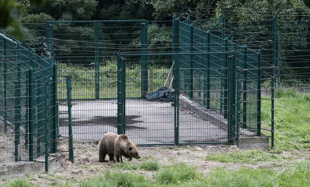 Una de las osas camina por el cercado pequeño de las instalaciones proacinas. 