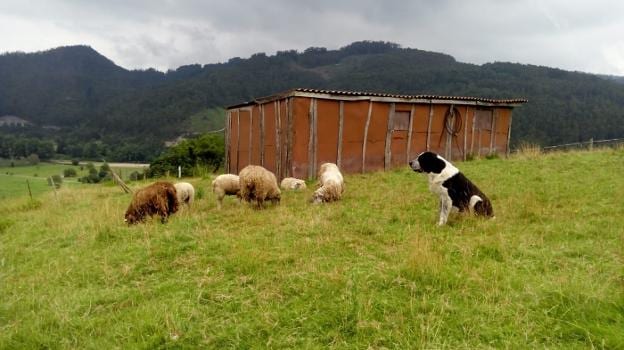 Un perro vigila un rebaño objeto de un reciente ataque en una finca de Pravia. 