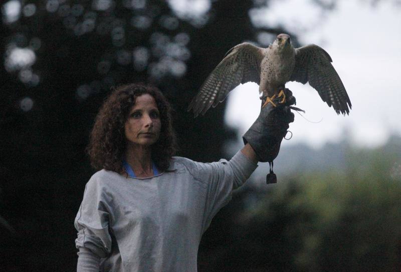 El público familiar no quiso perderse el vuelo de las aves rapaces que se exhibió en el jardín gijonés.
