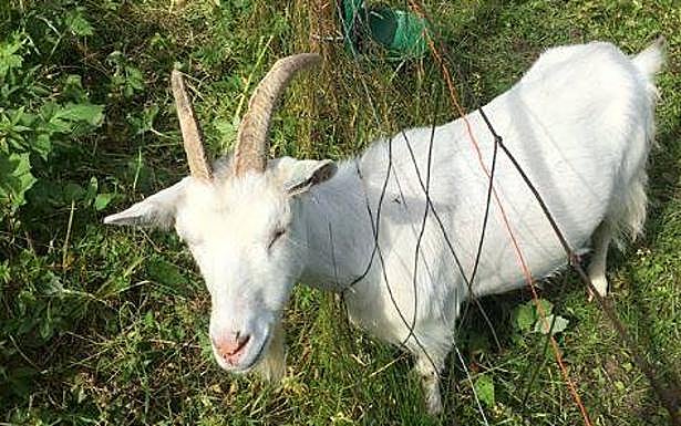 La esperpéntica vivencia de una española en una granja noruega: «Hay pájaros de 2 metros que se comen a las cabras»