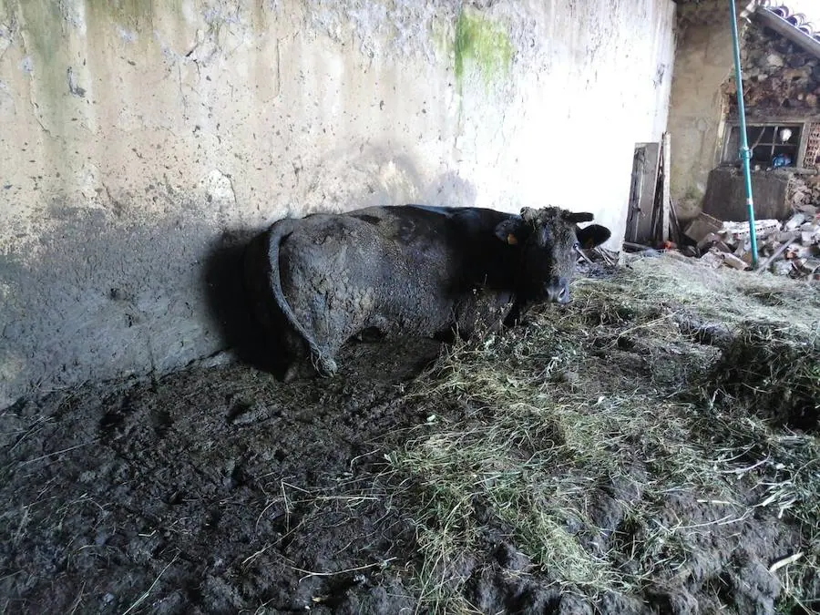Un toro muerto, varias reses en condiciones insalubres y varios perros «asilvestrados y con sarna» es la situación que han denunciado la Protectora Anadel, el Seprona y la Policía Local.