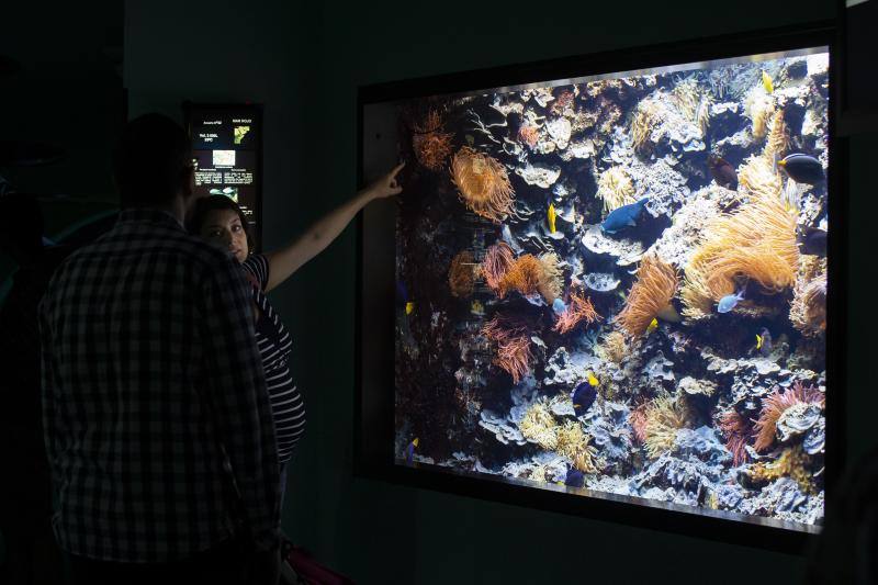 Más de 2.000 metros cúbicos de agua para recrear la vida en los ríos asturianos, la Costa Cantábrica, el Mar Caribe, los océanos Pacífico e Índico, Mar Rojo, el Océano Indico Africano, el Océano Atlántico Sur y el Océano Atlántico Subtropical.