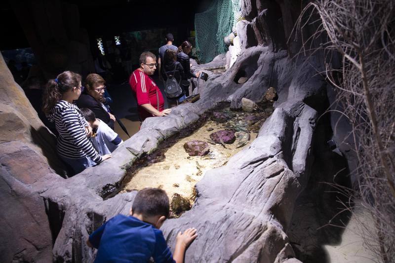 Más de 2.000 metros cúbicos de agua para recrear la vida en los ríos asturianos, la Costa Cantábrica, el Mar Caribe, los océanos Pacífico e Índico, Mar Rojo, el Océano Indico Africano, el Océano Atlántico Sur y el Océano Atlántico Subtropical.