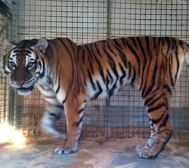 Una de las tigresas que vivirán en el zoo de 'El Bosque'. 