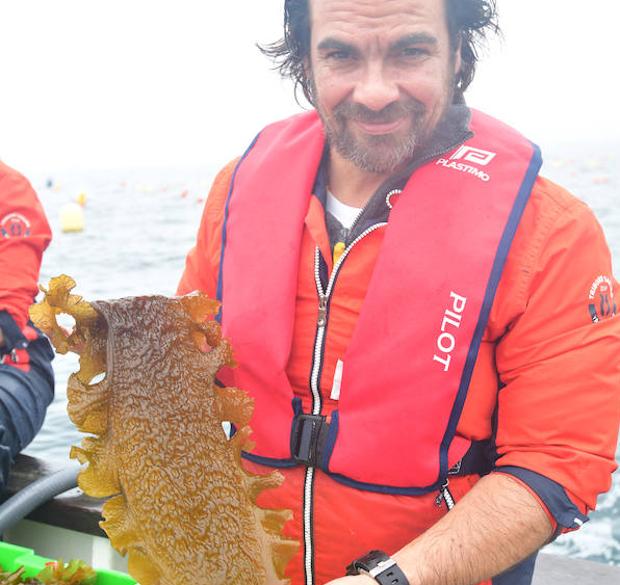 El alga del Cantábrico que es un lujo gastronómico