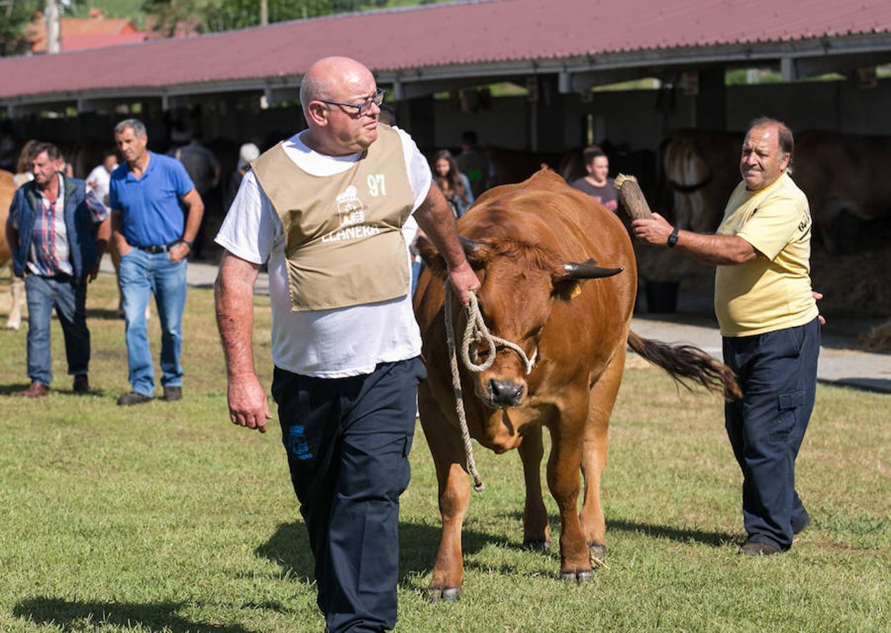 La Feria Agroalimentaria de Productos Ecológicos de Asturias (FAEPA) coincidirá con el 44 Concurso Exposición de Ganado Vacuno de Llanera, en el que se hará subasta, por primera vez, de veinticinco reses de las razas asturianas, y de una pareja de bueyes.