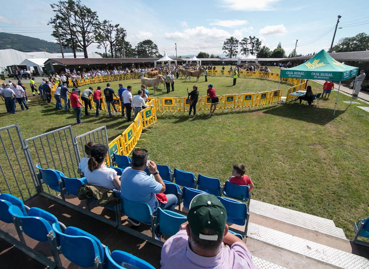 La Feria Agroalimentaria de Productos Ecológicos de Asturias (FAEPA) coincidirá con el 44 Concurso Exposición de Ganado Vacuno de Llanera, en el que se hará subasta, por primera vez, de veinticinco reses de las razas asturianas, y de una pareja de bueyes.