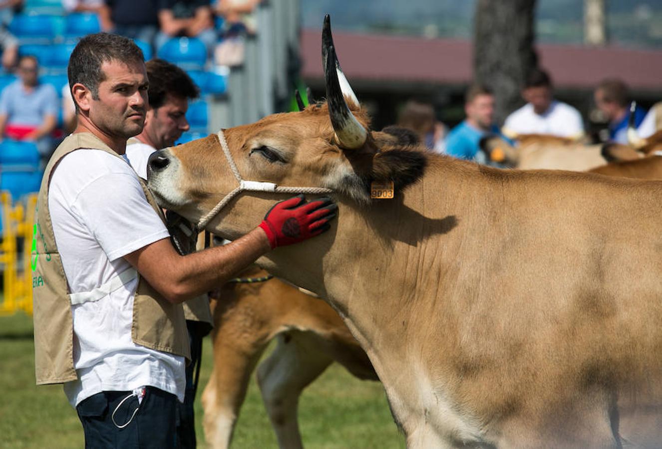 La Feria Agroalimentaria de Productos Ecológicos de Asturias (FAEPA) coincidirá con el 44 Concurso Exposición de Ganado Vacuno de Llanera, en el que se hará subasta, por primera vez, de veinticinco reses de las razas asturianas, y de una pareja de bueyes.