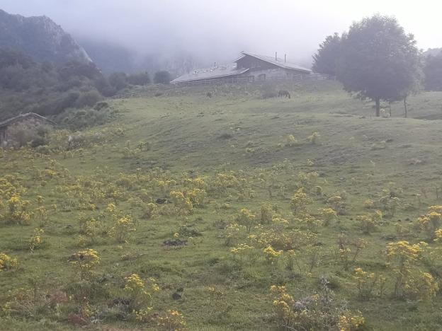 El amarillo de la hierba o flor de Santiago invade gran parte de la pradera de Brañagallones. 