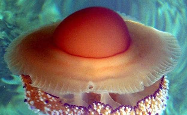 La amenaza de la medusa 'huevo frito'