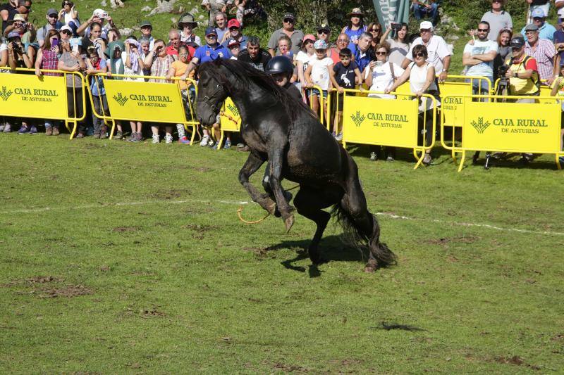 La fiesta del Asturcón volvió al Sueve en una calurosa jornada en la que 'Indomable' volvió a hacer honor a su nombre.