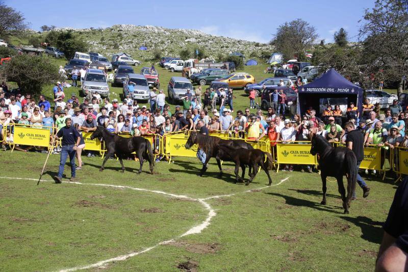 La fiesta del Asturcón volvió al Sueve en una calurosa jornada en la que 'Indomable' volvió a hacer honor a su nombre.