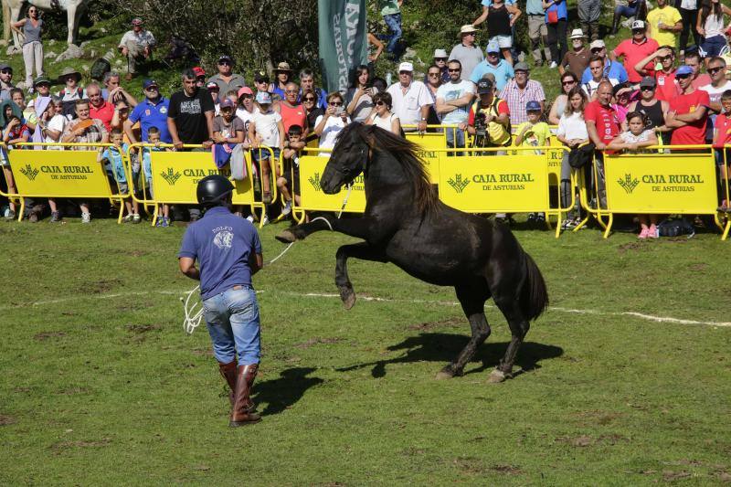 La fiesta del Asturcón volvió al Sueve en una calurosa jornada en la que 'Indomable' volvió a hacer honor a su nombre.