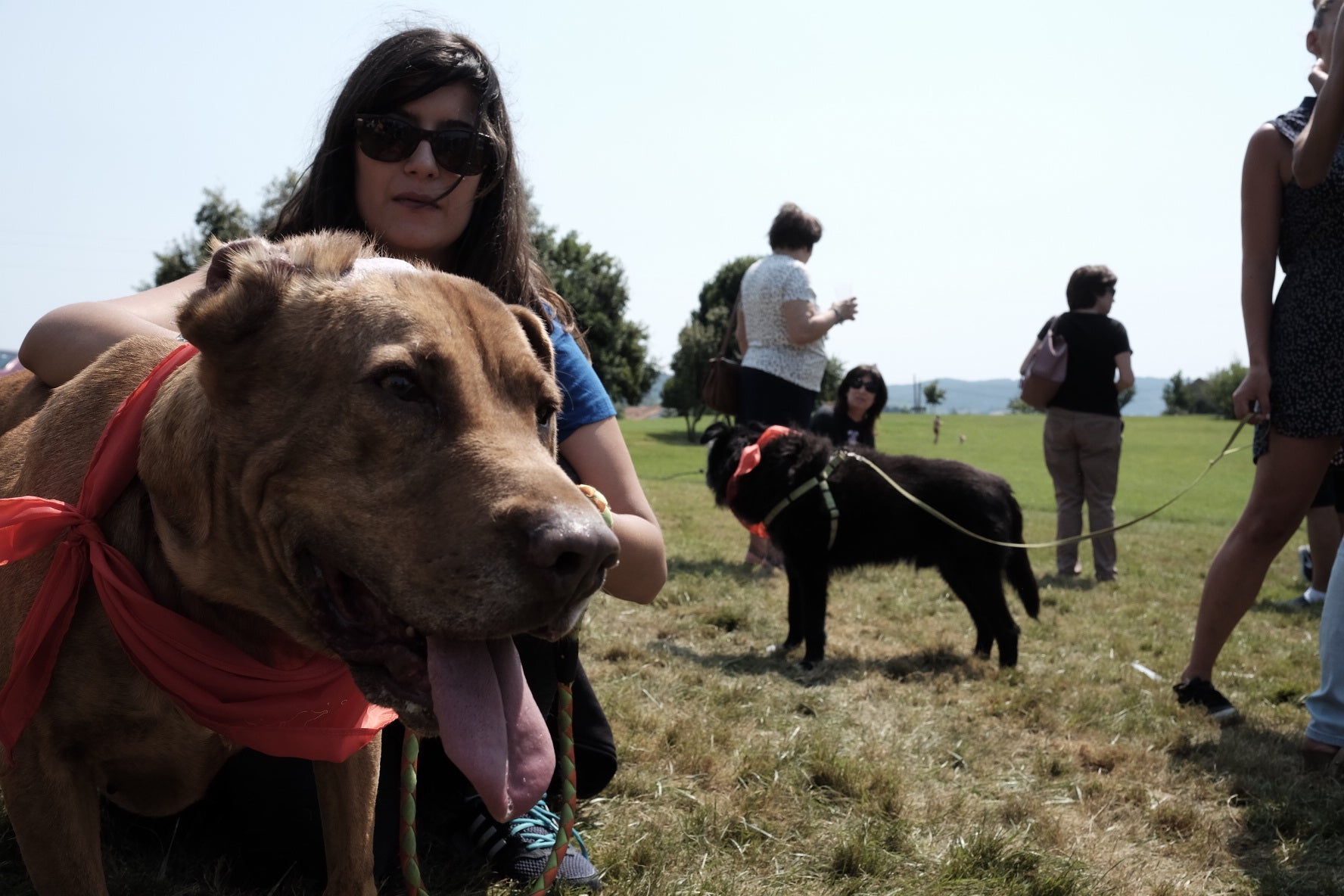 19 perros, del albergue de Serín, con pañuelo rojo sobre el cuello, a los que se busca un hogar, desfilaron por el recinto habilitado en Los Pericones, donde el barrio de Contrueces celebra su fiesta