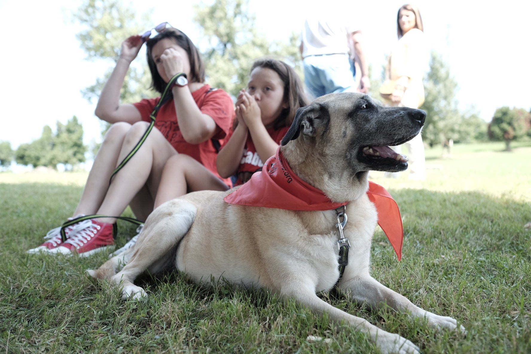 19 perros, del albergue de Serín, con pañuelo rojo sobre el cuello, a los que se busca un hogar, desfilaron por el recinto habilitado en Los Pericones, donde el barrio de Contrueces celebra su fiesta