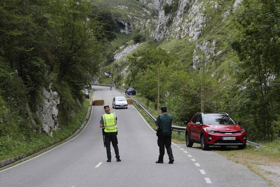Centenares de ganaderos de la comarca oriental, hartos de los continuos ataques del lobo a sus animales, han cortado la carretera entre el aparcamiento de Obar y Poncebos para reclamar soluciones efectivas