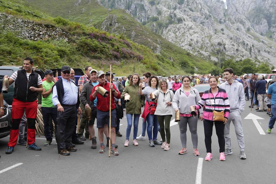 Centenares de ganaderos de la comarca oriental, hartos de los continuos ataques del lobo a sus animales, han cortado la carretera entre el aparcamiento de Obar y Poncebos para reclamar soluciones efectivas