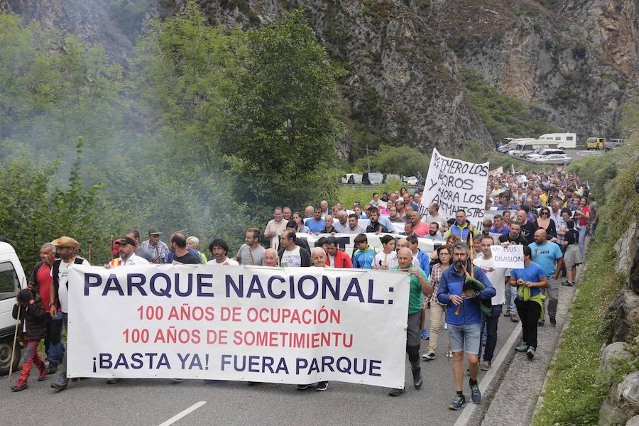 Centenares de ganaderos de la comarca oriental, hartos de los continuos ataques del lobo a sus animales, han cortado la carretera entre el aparcamiento de Obar y Poncebos para reclamar soluciones efectivas