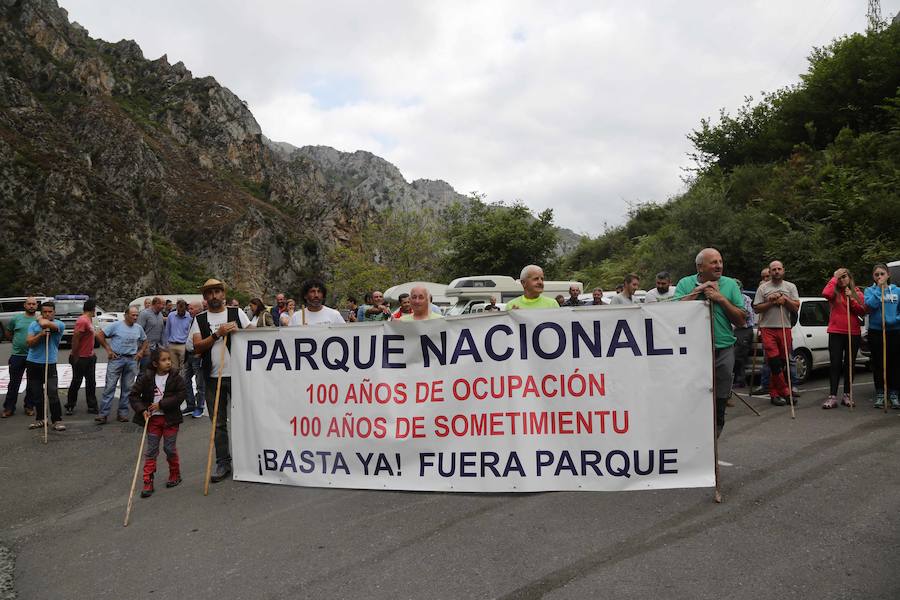 Centenares de ganaderos de la comarca oriental, hartos de los continuos ataques del lobo a sus animales, han cortado la carretera entre el aparcamiento de Obar y Poncebos para reclamar soluciones efectivas