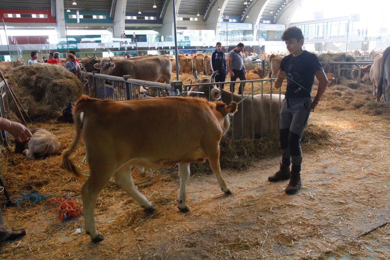 El 136º Certamen de Ganado de San Agustín exhibe seis centenares de reses en el pabellón de La Magdalena.