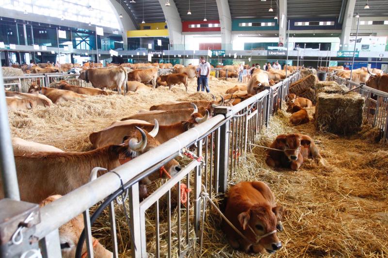 El 136º Certamen de Ganado de San Agustín exhibe seis centenares de reses en el pabellón de La Magdalena.