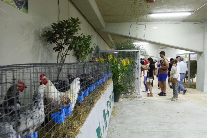 El 136º Certamen de Ganado de San Agustín exhibe seis centenares de reses en el pabellón de La Magdalena.