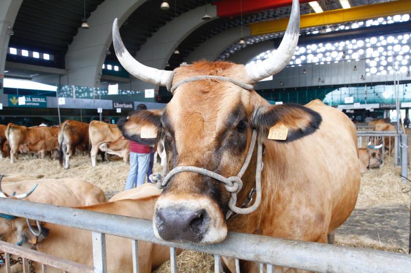 El 136º Certamen de Ganado de San Agustín exhibe seis centenares de reses en el pabellón de La Magdalena.