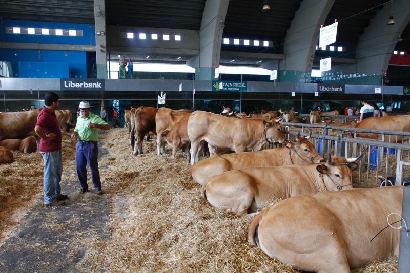 El 136º Certamen de Ganado de San Agustín exhibe seis centenares de reses en el pabellón de La Magdalena.