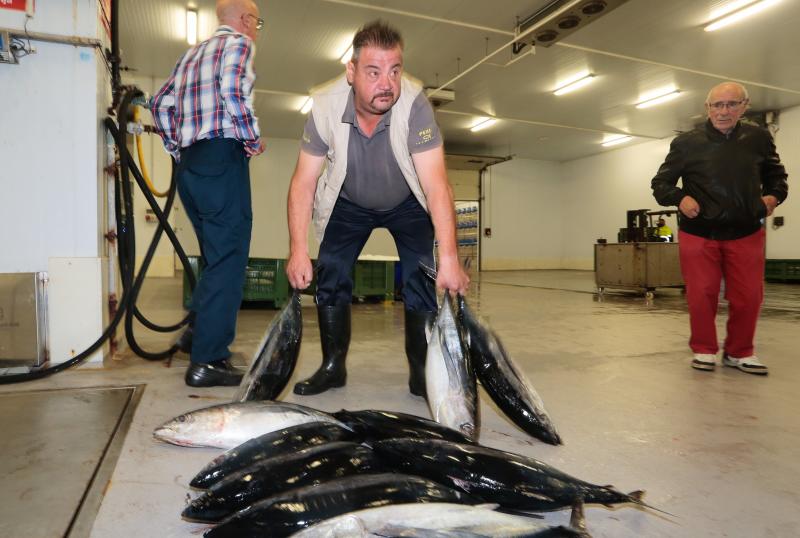 La subasta de más de 45.000 kilos de bonito en las rulas de Gijón y Avilés ha puesto fin a la campaña más corta de la historia. Cinco han sido los barcos que han desembarcado en Asturias, donde se ha alcanzado un precio máximo de nueve euros. 