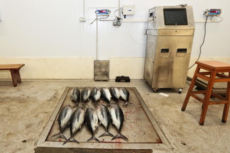 La subasta de más de 45.000 kilos de bonito en las rulas de Gijón y Avilés ha puesto fin a la campaña más corta de la historia. Cinco han sido los barcos que han desembarcado en Asturias, donde se ha alcanzado un precio máximo de nueve euros. 