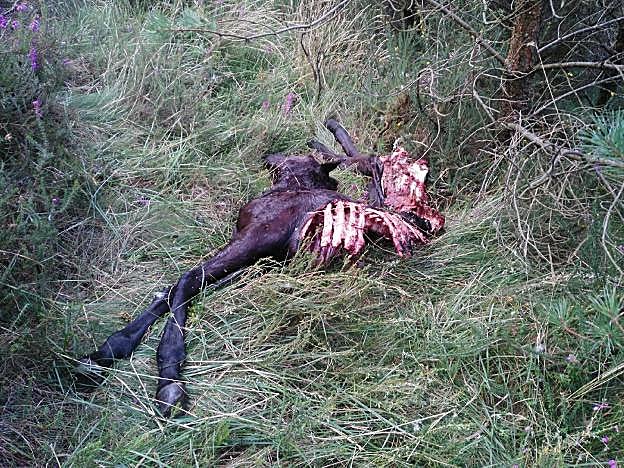 Restos de un potro atacado. 