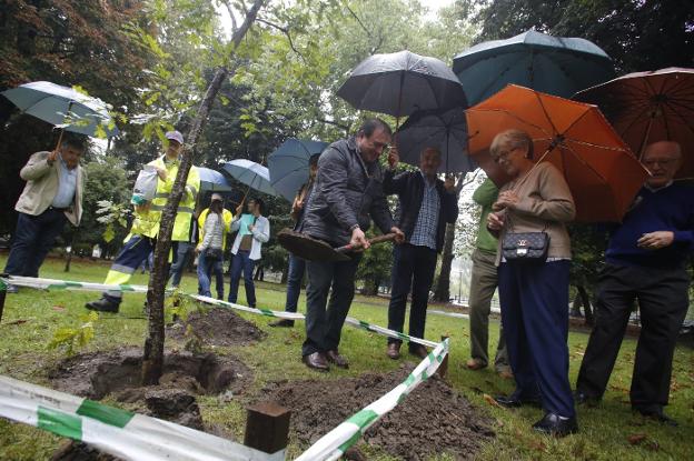 El doctor José Fernández, premio a la Solidaridad, plantó un roble en el parque Dorado, en Sama. 