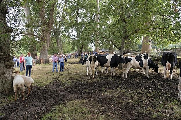 Vacas frisonas en el prau de la feria ganadera de La Consolación. 