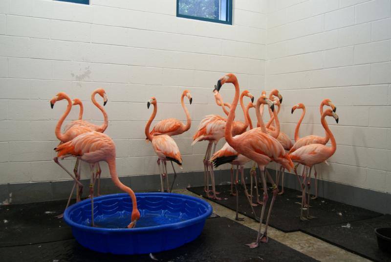 Personal del zoo Riberbanks en Carolina del Sur evacúan a los flamencos para ponerlos a salvo.