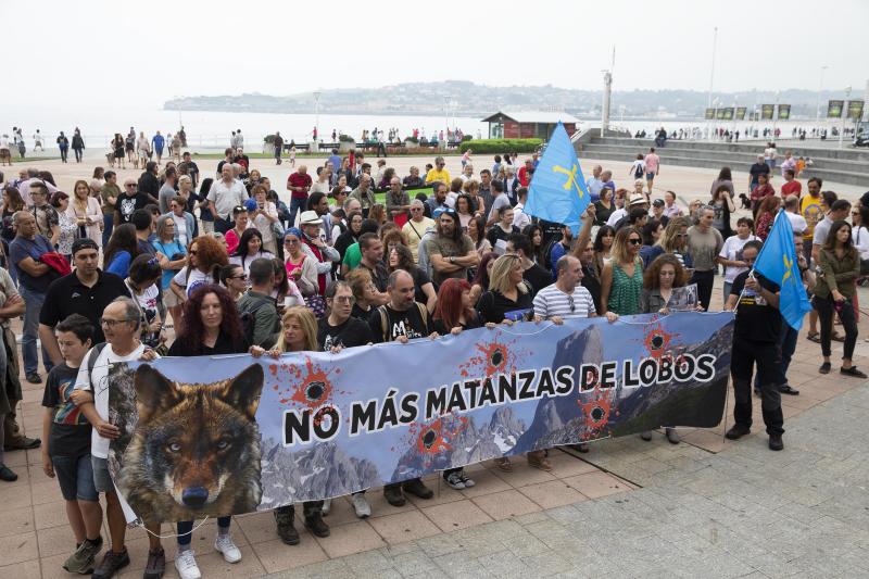 Varios grupos ecologistas se han concentrado en Gijón para expresar su rechazo a la caza indiscriminada del lobo. Insisten en que se están matando lobos «de forma empecinada» y que así «no se logra solucionar nada».