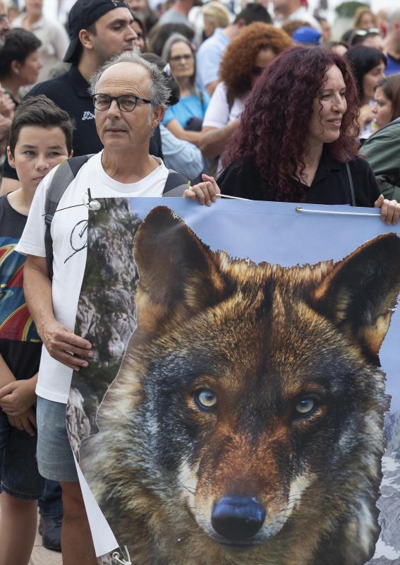 Varios grupos ecologistas se han concentrado en Gijón para expresar su rechazo a la caza indiscriminada del lobo. Insisten en que se están matando lobos «de forma empecinada» y que así «no se logra solucionar nada».