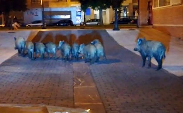 Una familia de jabalíes, de paseo por el barrio ovetense de La Florida