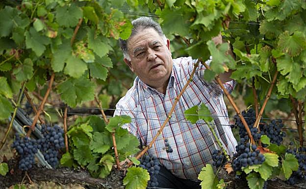 Antón Chicote, entre los viñedos que dirige en Limés (Cangas del Narcea).