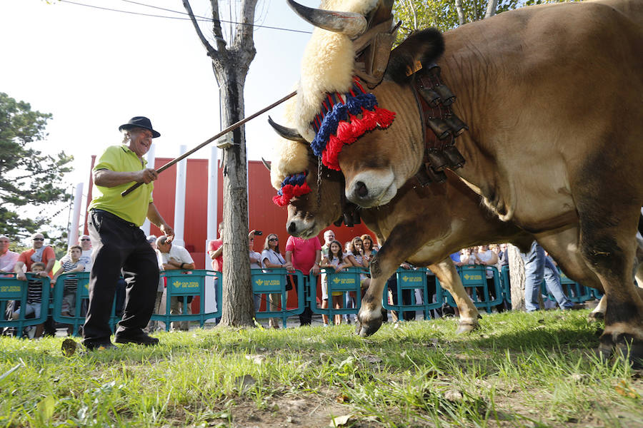 La feria del campo, que reúne mil animales y cientos de expositores, celebra el concurso de estas reses.