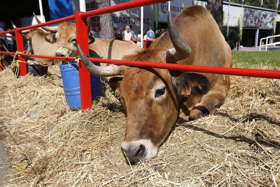 La feria del campo, que reúne mil animales y cientos de expositores, celebra el concurso de estas reses.