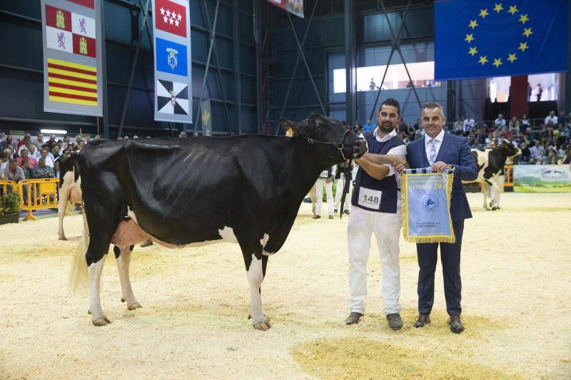 Las reses de la explotación gozoniega arrasa en el concurso de frisonas y la vaca 'Koketa' revalida el título del pasado año.