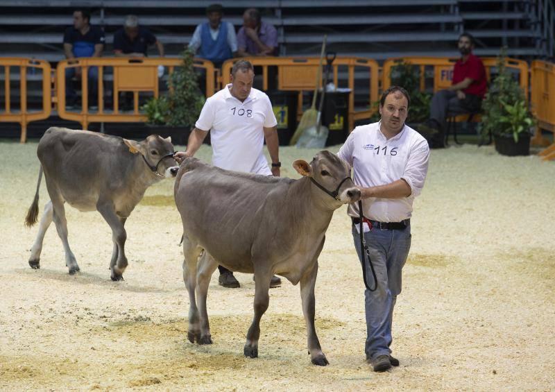Las reses de la explotación gozoniega arrasa en el concurso de frisonas y la vaca 'Koketa' revalida el título del pasado año.